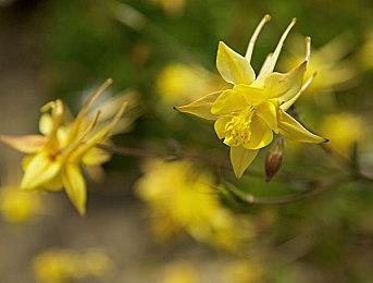 10月PS商城下载榜：《使命召唤19》称霸北美和欧洲
